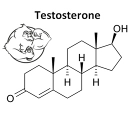 testosterone calories