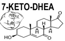 7keto dhea