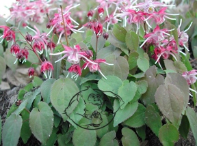Horny Goat Weed