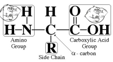 amino acid chemical structure