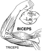biceps triceps training