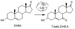 dhea vs 7ketodhea