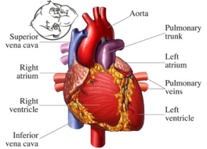 heart damage