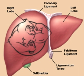 liver damage
