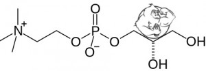 Alpha GPC chemical molecule