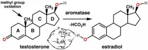 Aromatase Enzyme