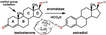 Aromatase Enzyme