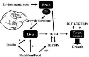 igf 1 vs hgh zsírvesztés esetén