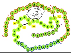 igf-1 chemical structure