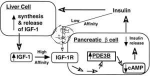 igf-1