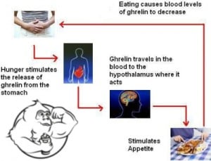 ghrelin hunger