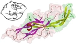 hcg structure