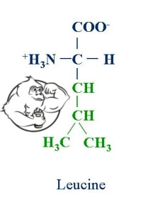 leucine-bcaa