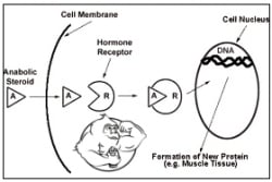 Anabolic androgenic steroids abuse