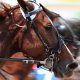 horse doping