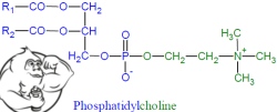 phosphatidylcholine pc