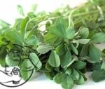 Fenugreek leafs