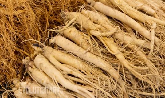 Ginseng