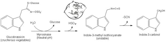 Indole-3-carbinol how it works