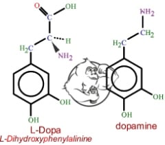 L-dopa vs dopamine