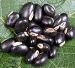 Mucuna Pruriens Bean