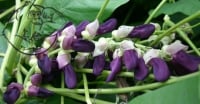 Mucuna pruriens plant