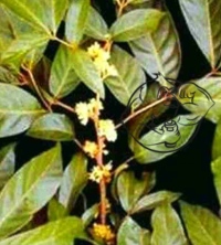 muira puama plant
