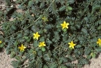 Bulgarian Tribulus Terrestris plant