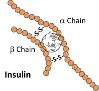 Insulin