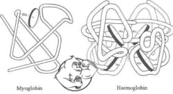myoglobin and hemoglobin