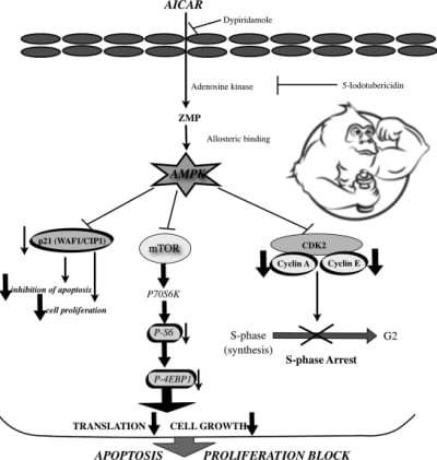 aicar how it works