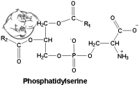phosphatidyl serine
