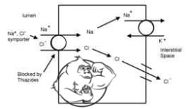 lasix mechanism of action