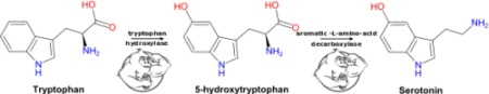 5htp to seratonin
