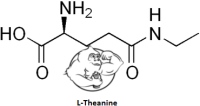 L-Theanine.jpg