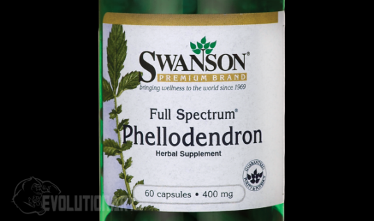 Phellodendron