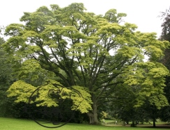 Phellodendron