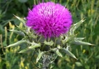 silybum-marianum-plant.jpg