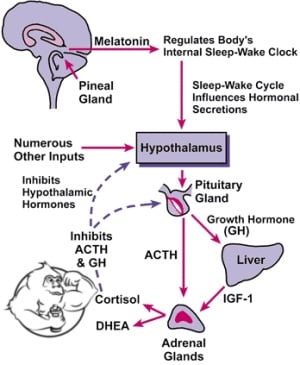 sleep-cycle.jpg
