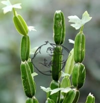 Cissus Quadrangularis plant