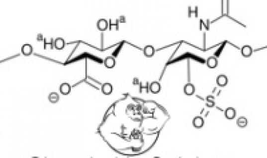 chondroitin sulfate