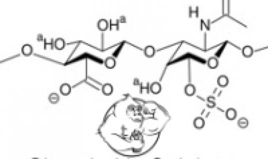 chondroitin sulfate