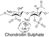 chondroitin sulfate