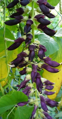 mucuna puriens velvet bean