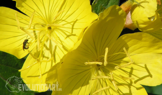 Evening Primrose Oil