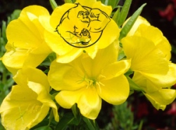 Evening Primrose plant