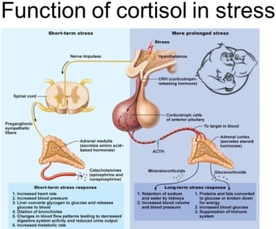 Effects of increased testosterone levels