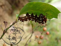 smilax sieboldii seeds