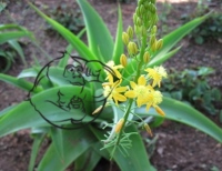 Bulbine Natalensis