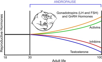 Andropause Hormonal Chart